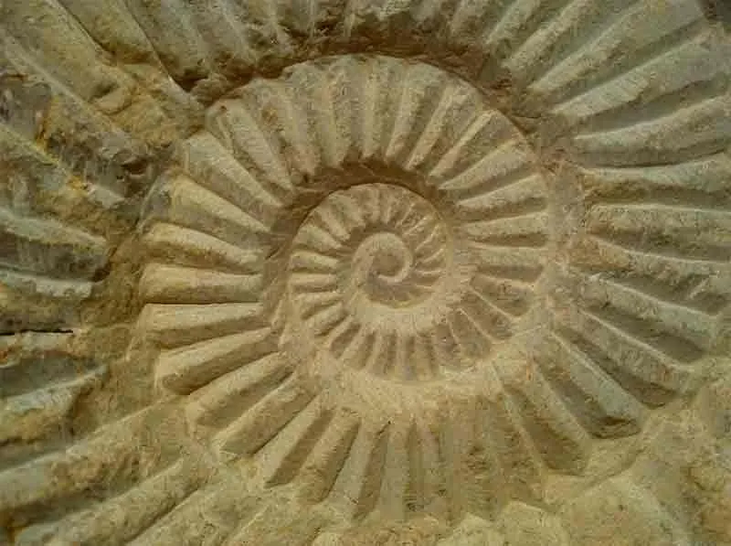 Zdjęcie La matemática en la naturaleza: patrones sorprendentes que asombran