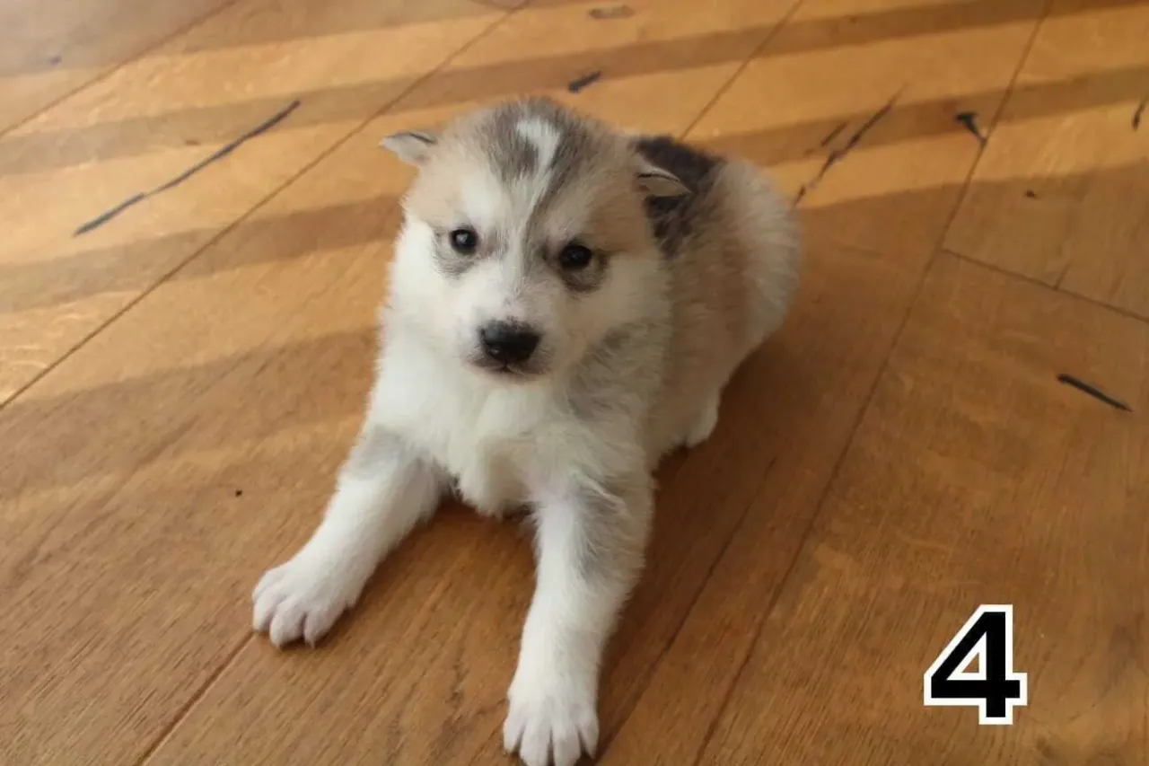 Szczeniak husky z rodowodem