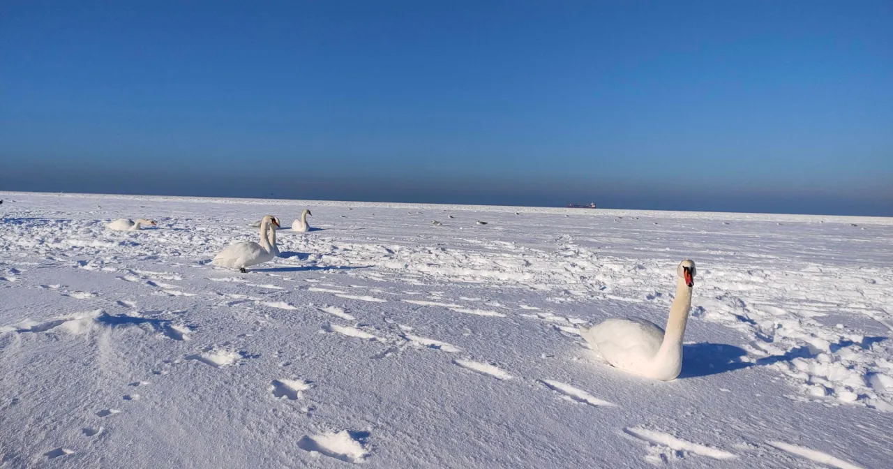 zamarznięty Bałtyk stare zdjęcia