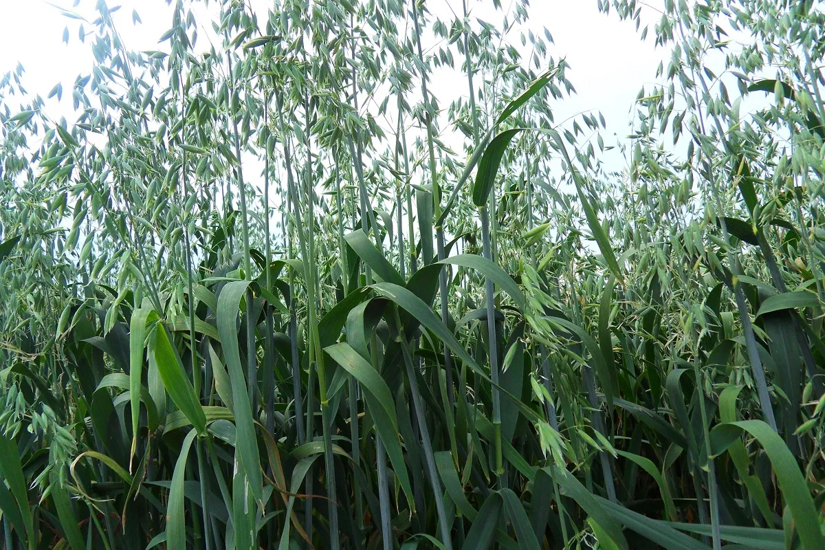 Owies na polu z chwastami