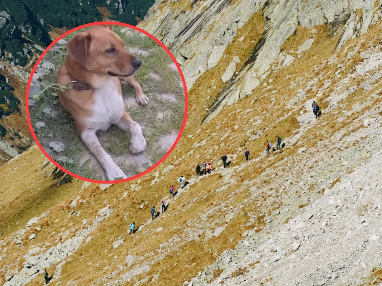 Pies na szlaku w Tatrzańskim Parku Narodowym (niedozwolone)