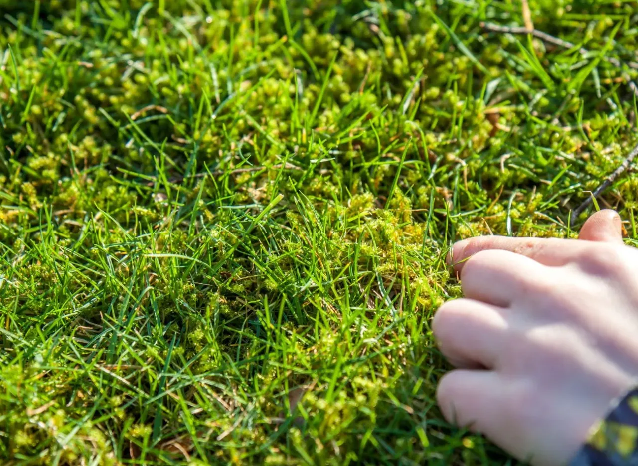 mech na trawniku przyczyny