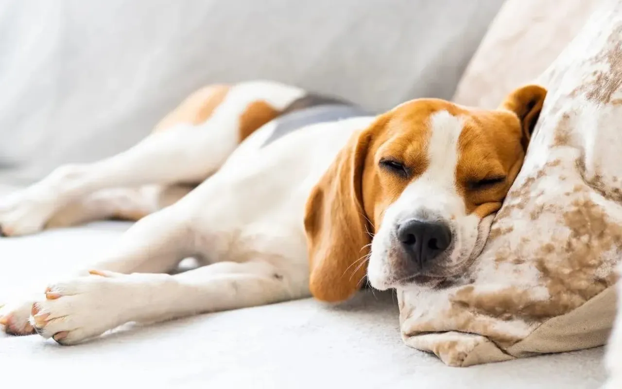 Szczęśliwy pies śpiący z człowiekiem