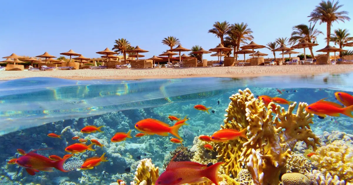 Podwodny świat Marsa Alam rafa koralowa