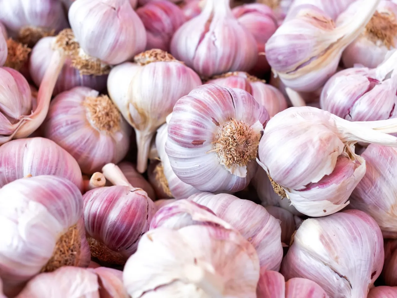 Mn&oacute;stwo świeżego czosnku chińskiego, z fioletowymi i białymi łuskami, gotowe do dodania smaku potrawom.