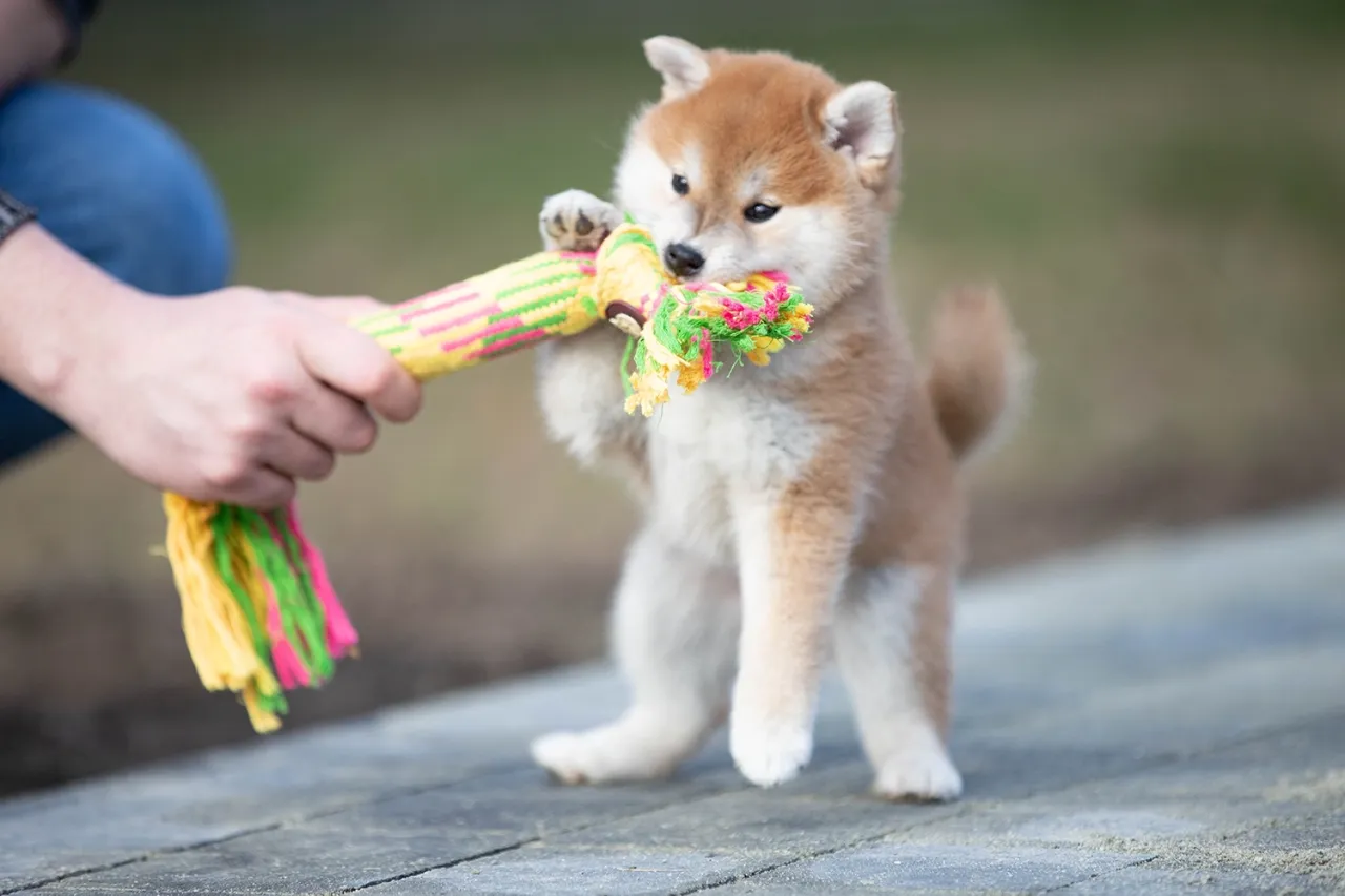 szczeniak bawi się bezpiecznie w domu