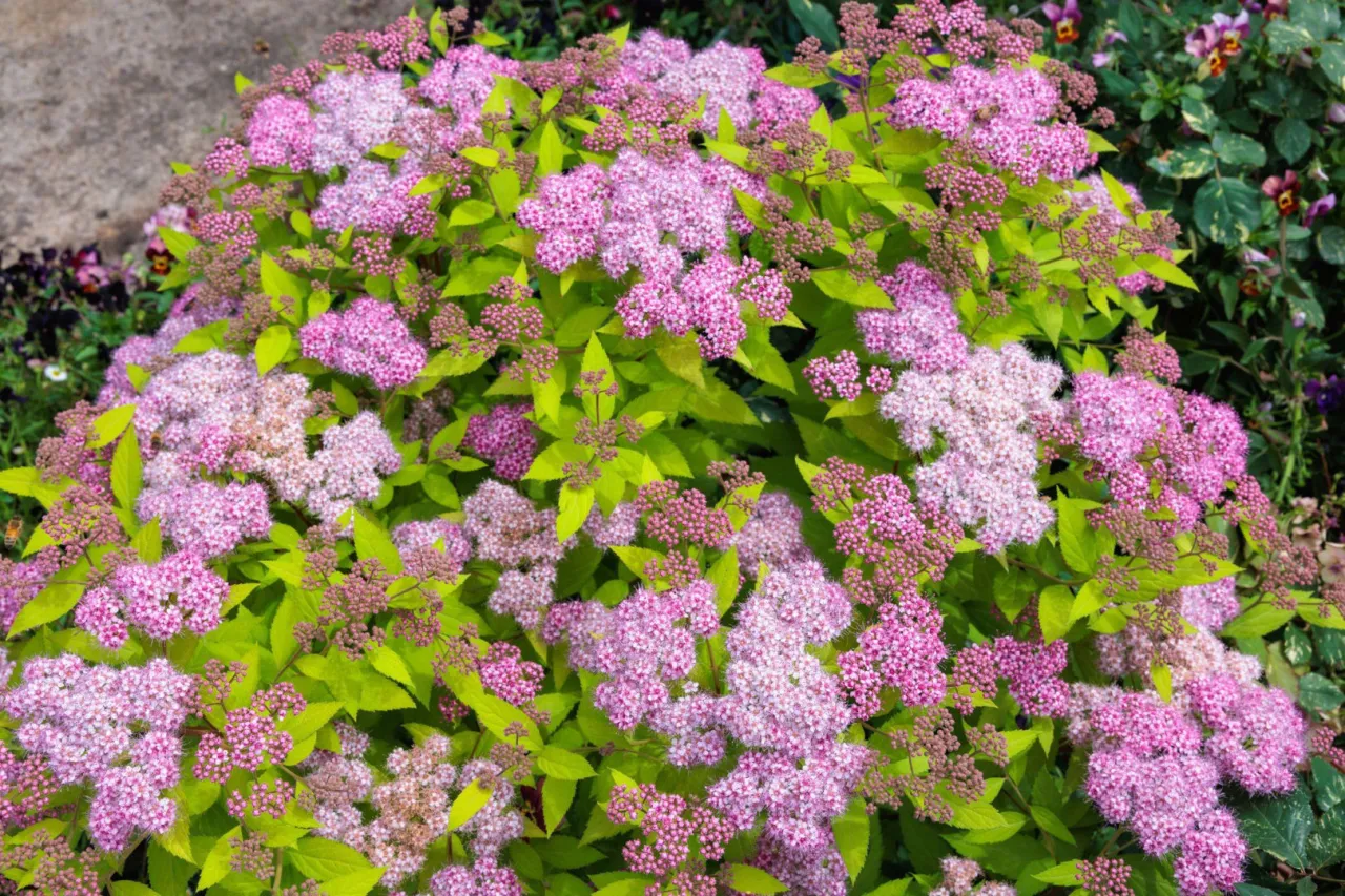 Krzew tawułki w pełnym rozkwicie, z mn&oacute;stwem r&oacute;żowych kwiatostan&oacute;w i jasnozielonych liści. Dowiedz się, jak przycinać tawułki, by cieszyć się ich pięknem.