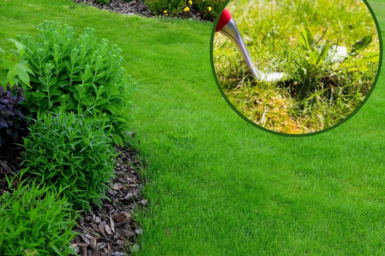 Identyfikacja chwast&oacute;w trawiastych w trawniku