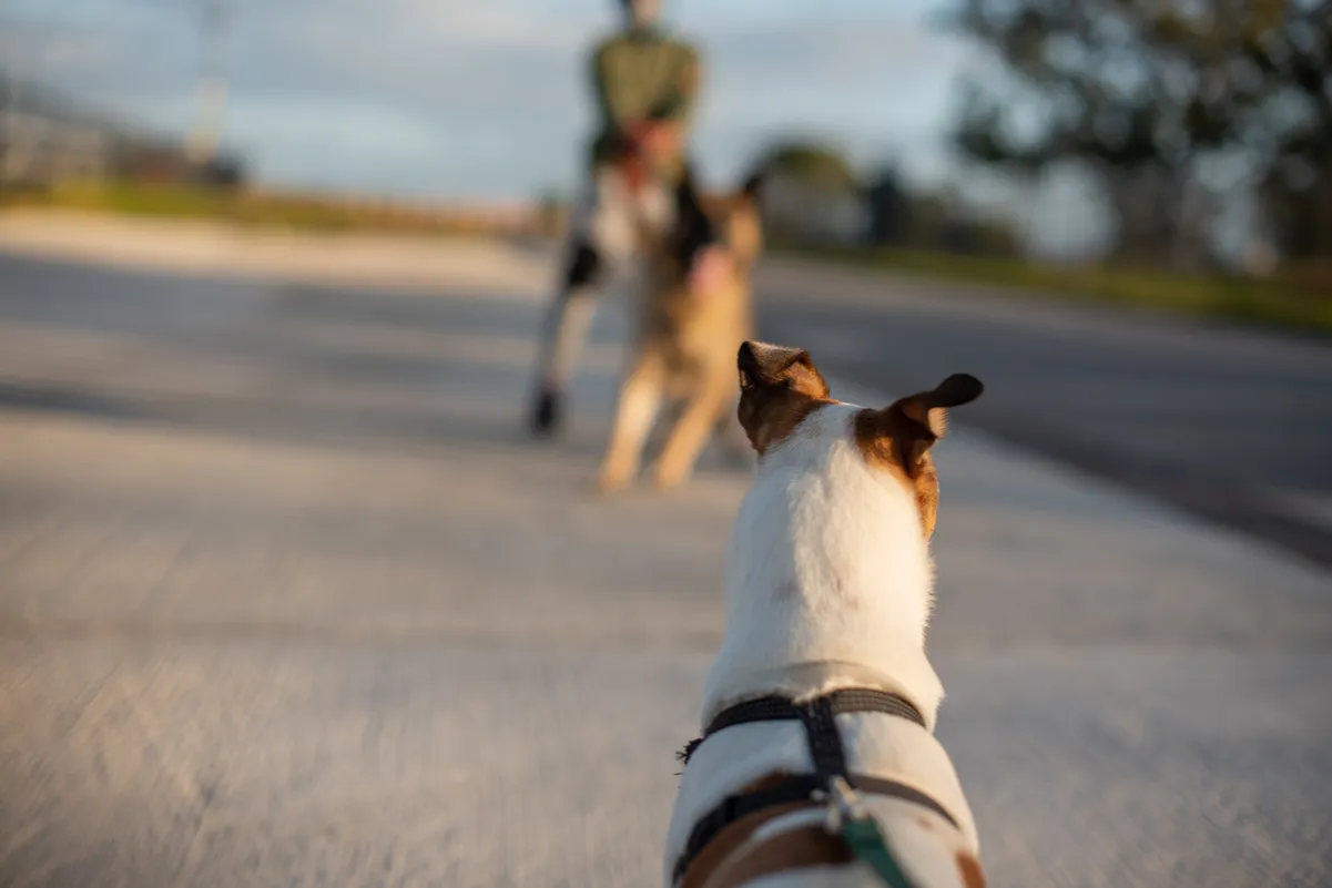 Pies na smyczy reagujący na innego psa