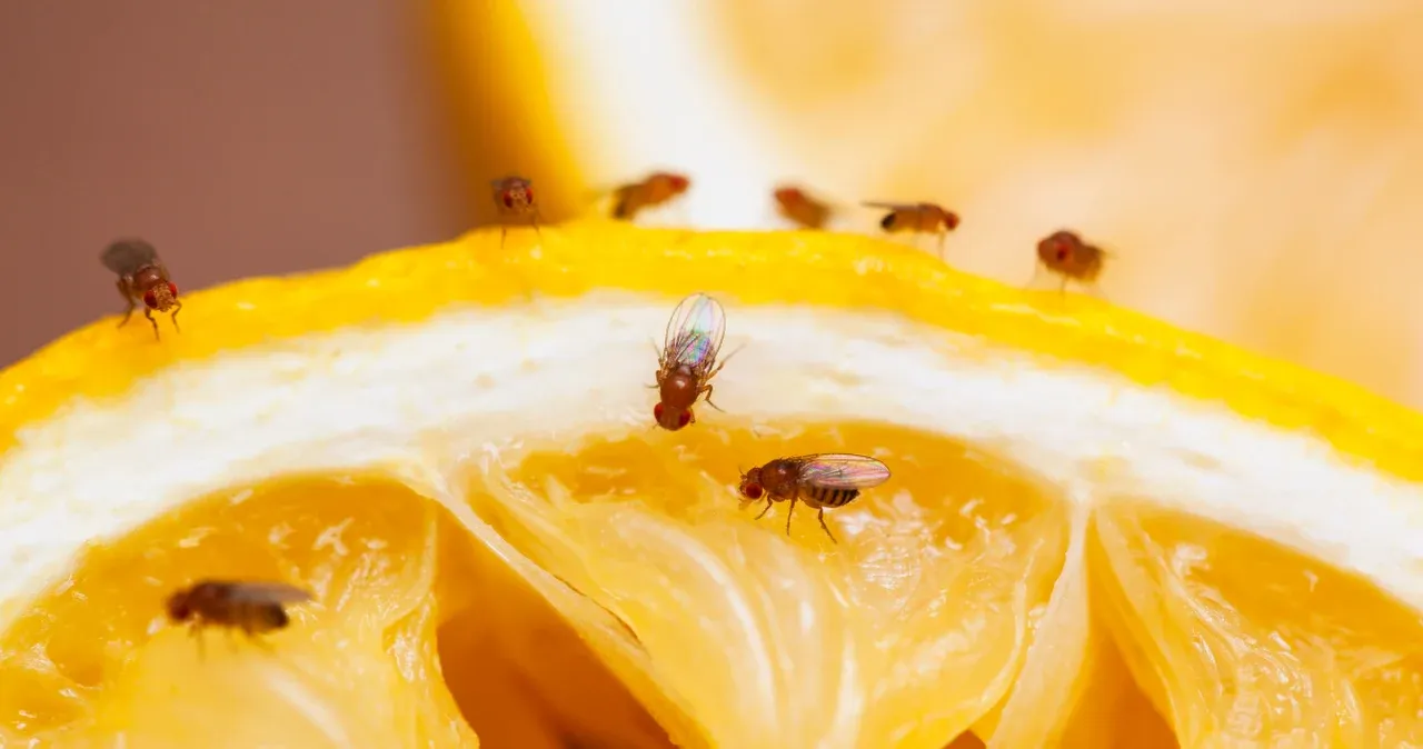 muszki owocówki w kuchni źródła