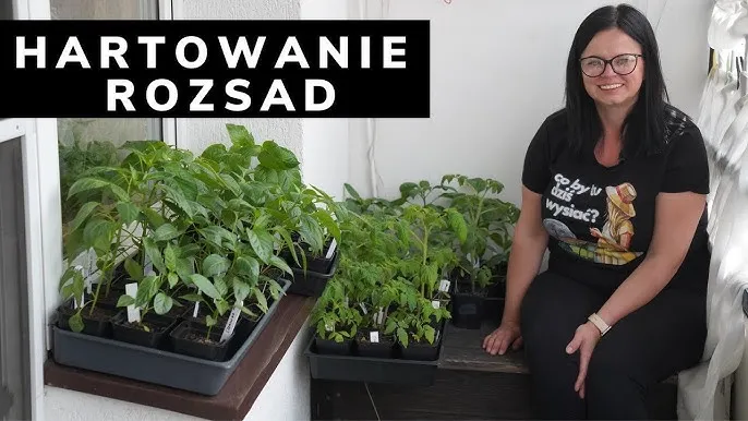 hartowanie sadzonek pomidor&oacute;w