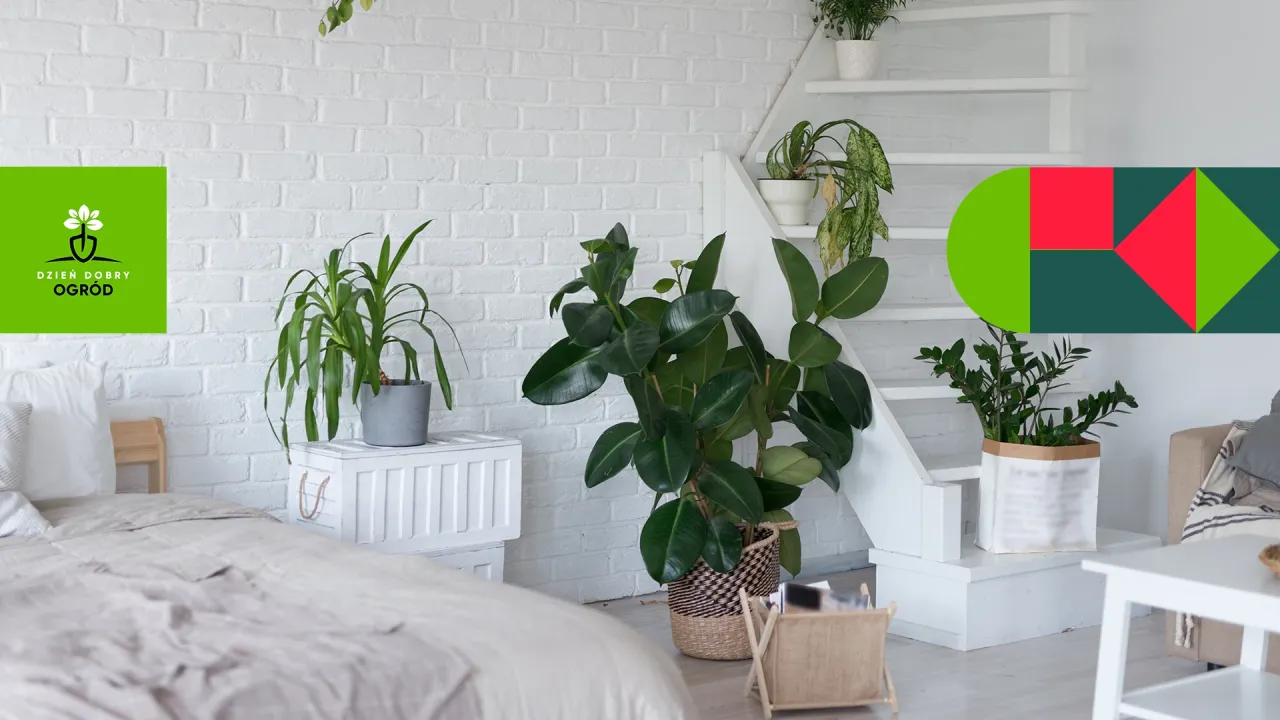 najlepsze rośliny do sypialni oczyszczające powietrze