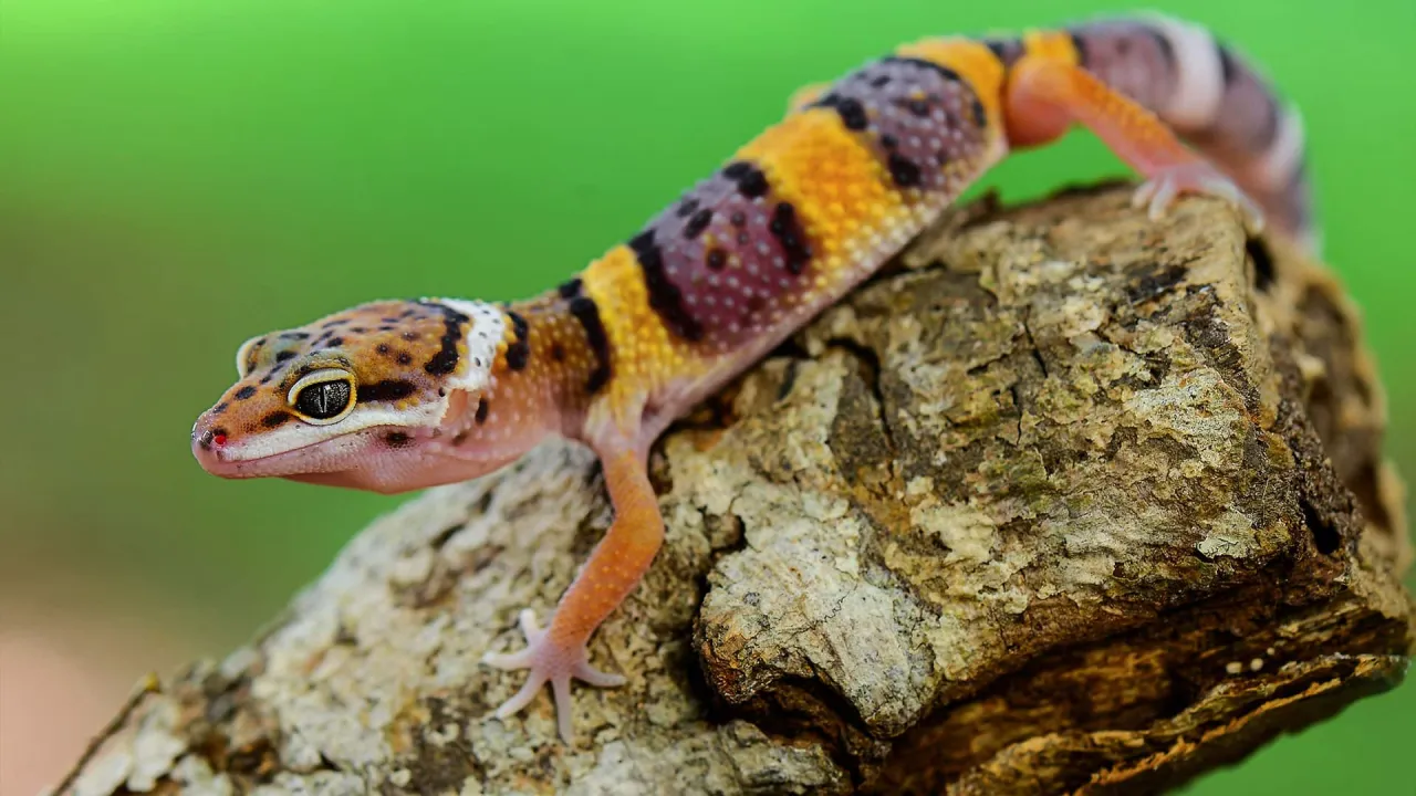 różnorodność gatunków gekonów