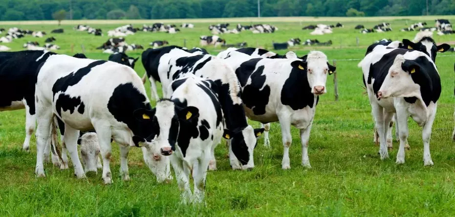 Krowy na pastwisku jako źródło metanu