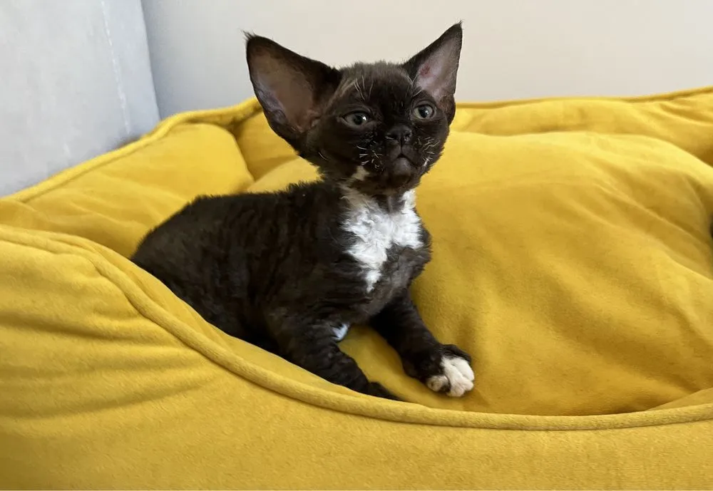 kocięta Devon Rex ogłoszenia OLX