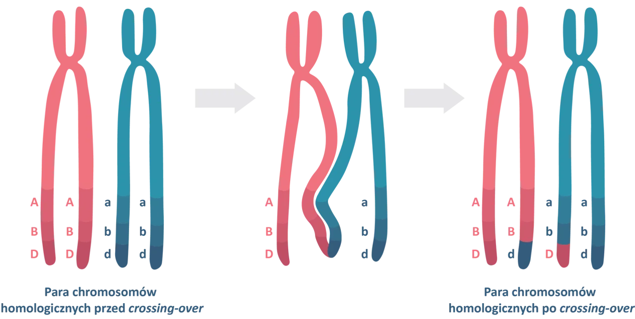 DNA, geny, autyzm, schemat dziedziczenia