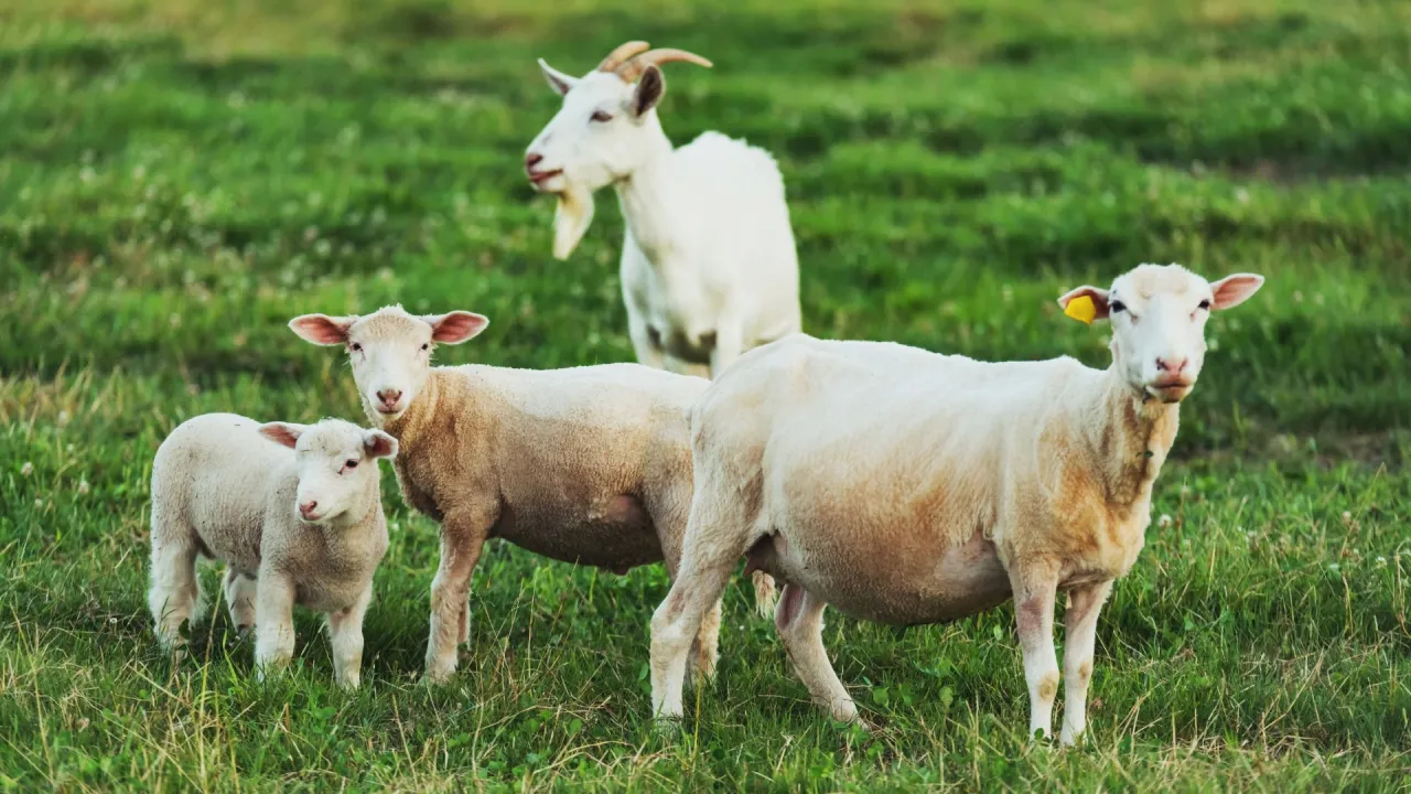 Stado owiec i koza na zielonej łące. Ile mleka daje owca? To zależy od rasy i diety.