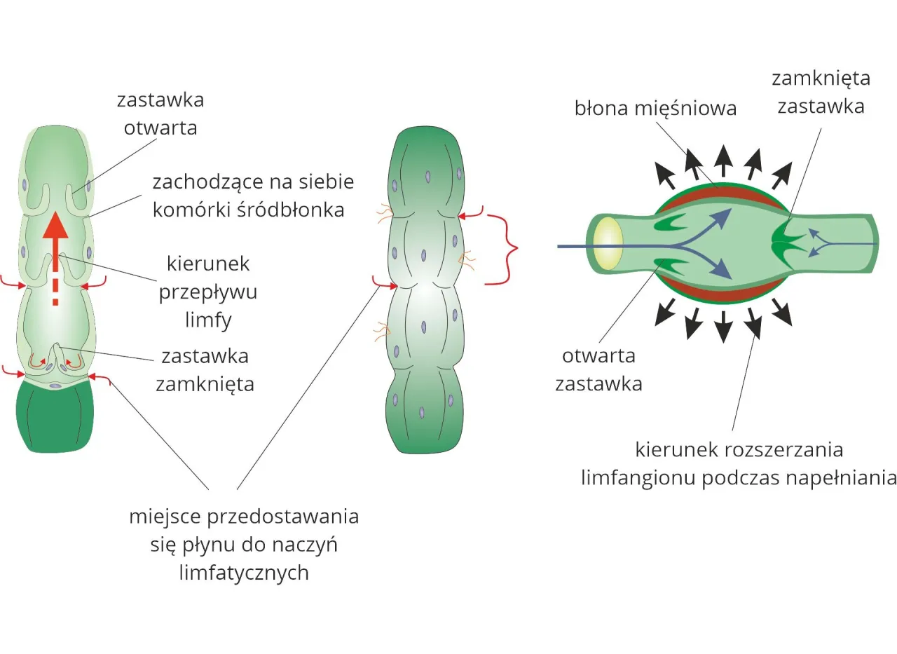 Układ limfatyczny schemat