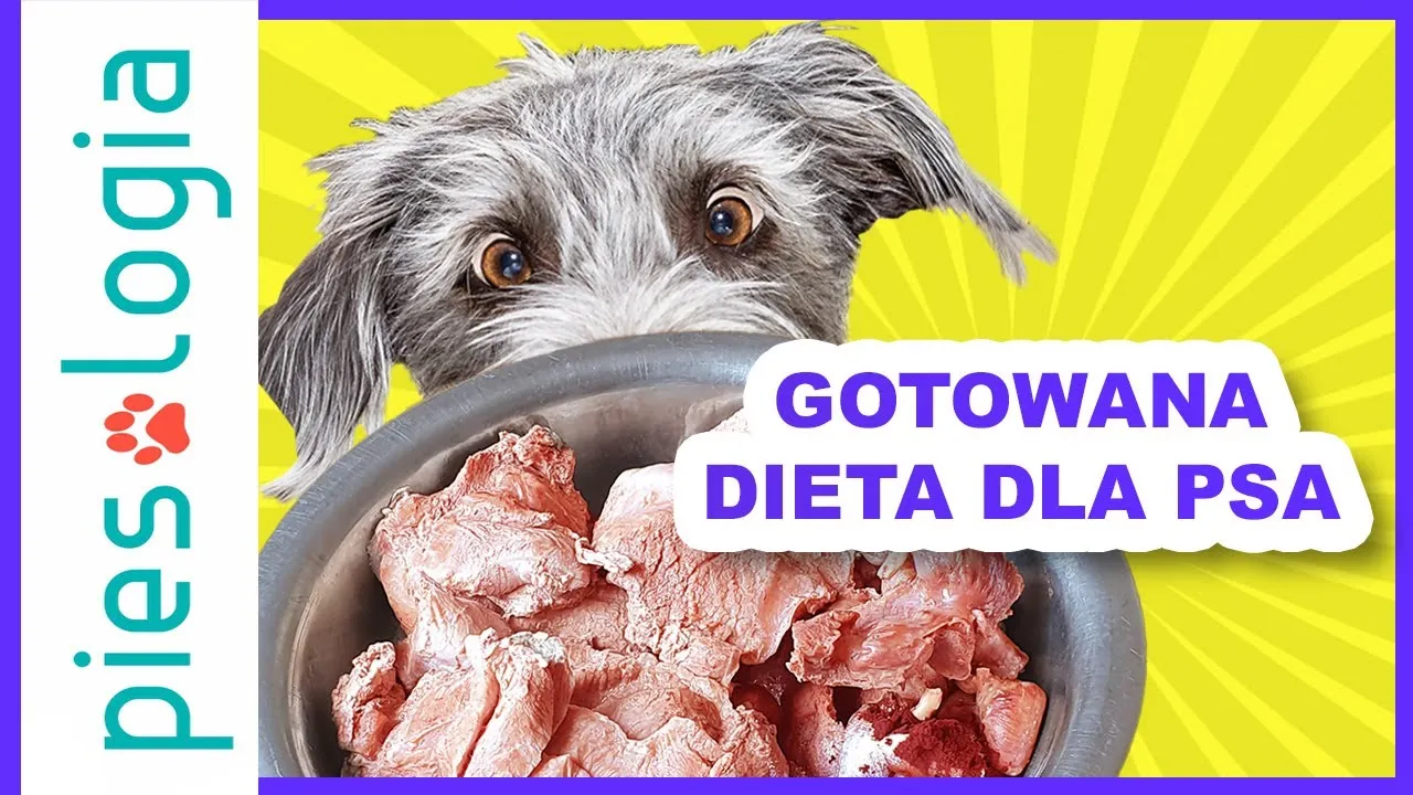 Zdjęcie Jak przygotować glukozę dla psa – kluczowe informacje dla właścicieli