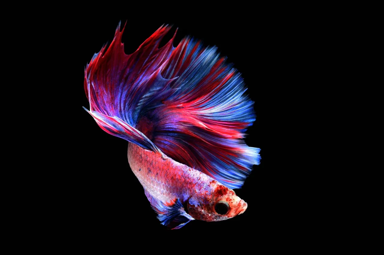 Zdrowa karma dla bojownika