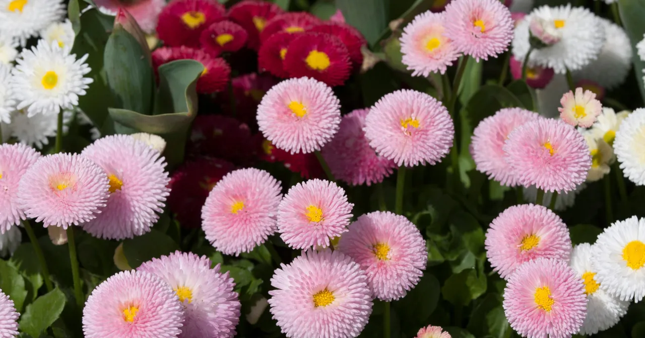 Kwitnące stokrotki w odcieniach różu, bieli i czerwieni. Idealne do każdego ogrodu, gdzie sadzić stokrotki, by cieszyć się ich urokiem.