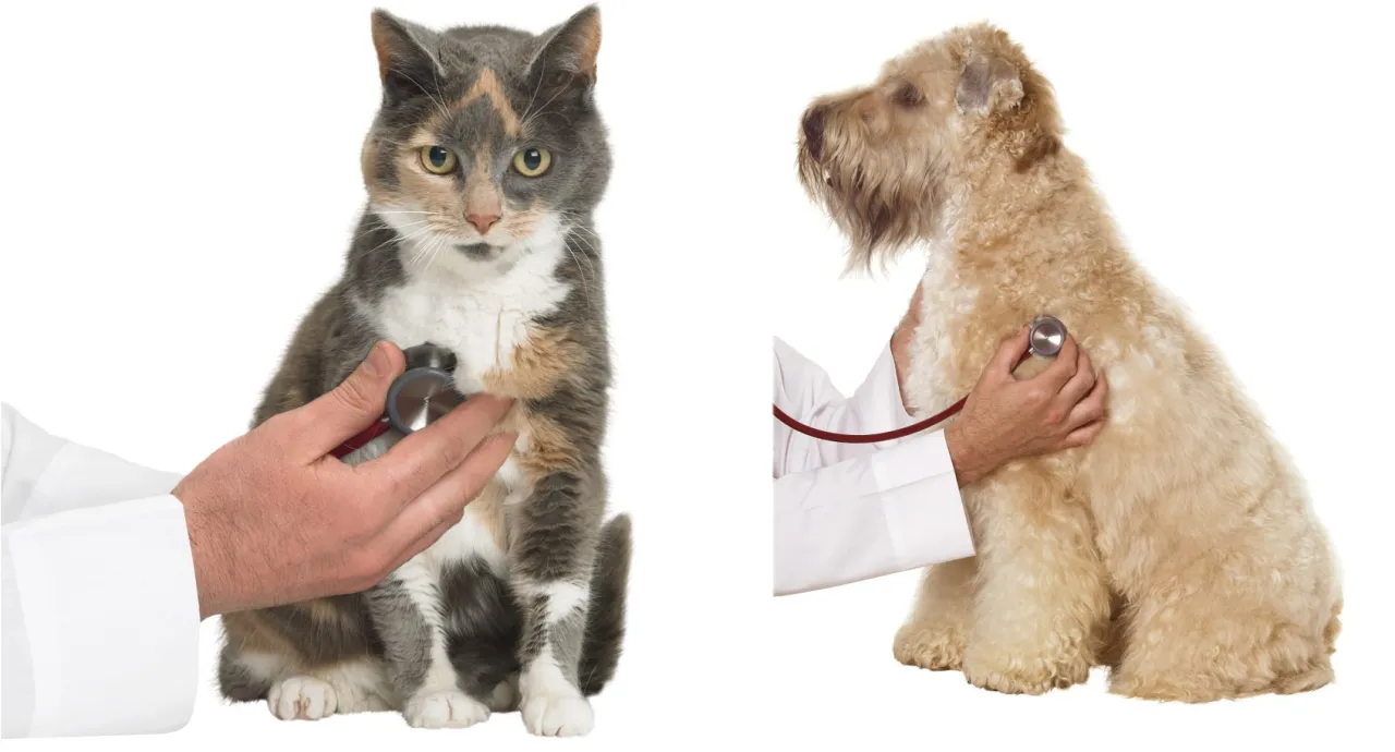 karma bezzbożowa dcm pies