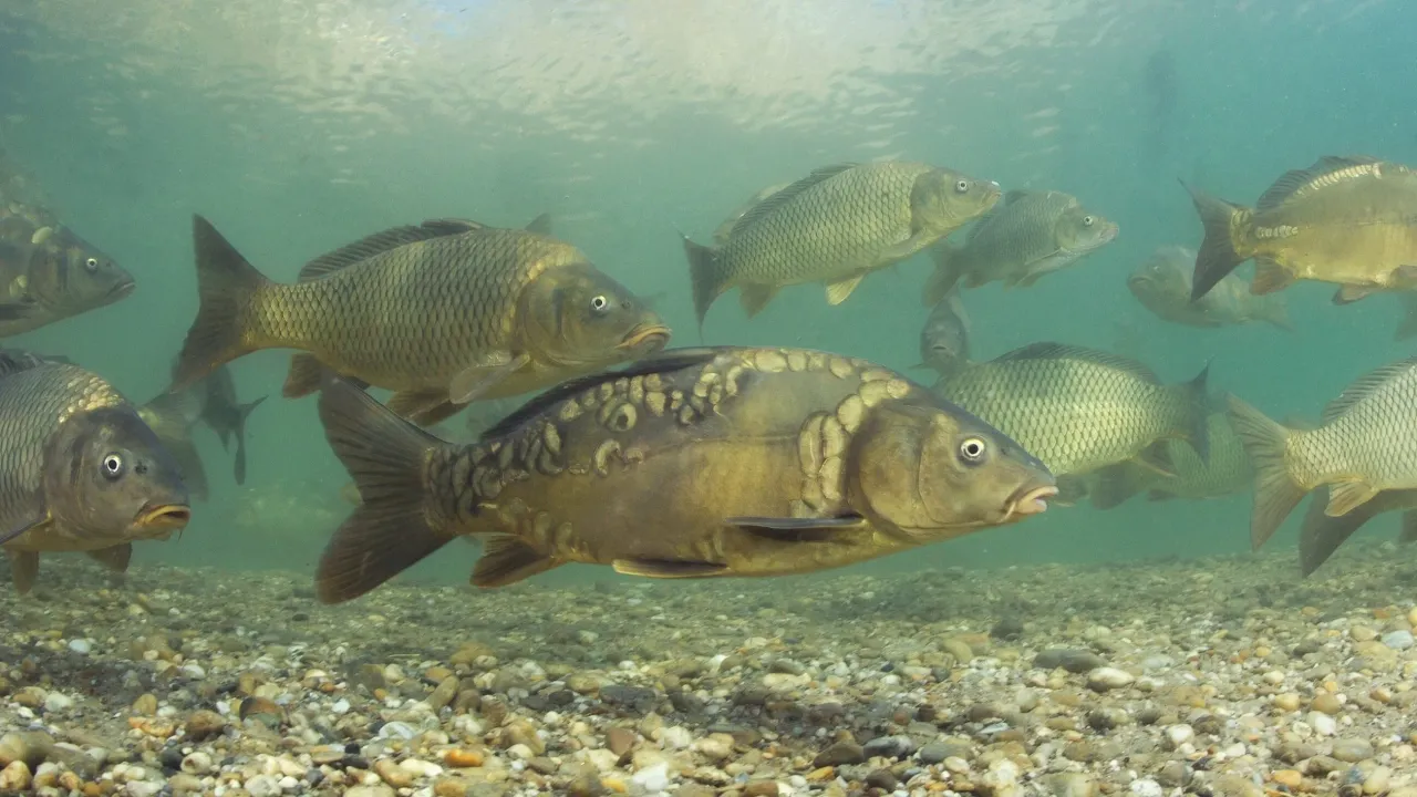 Akwarium z kryj&oacute;wkami dla ryb