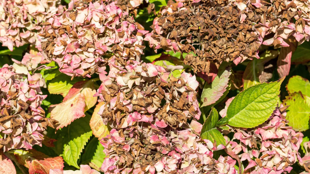 hortensja błędy w pielęgnacji