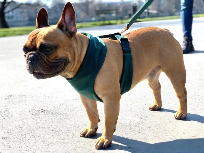 pies w szelkach easy walk