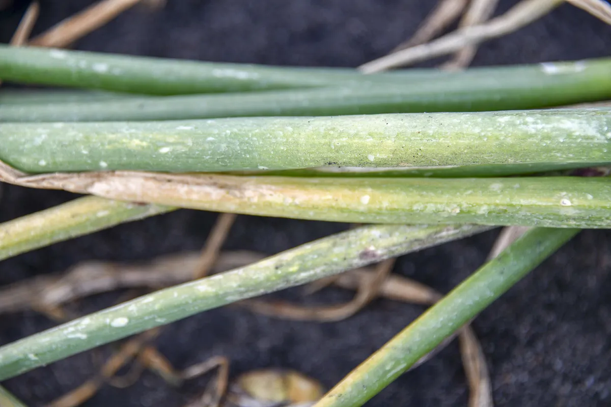 choroby cebuli mączniak rzekomy