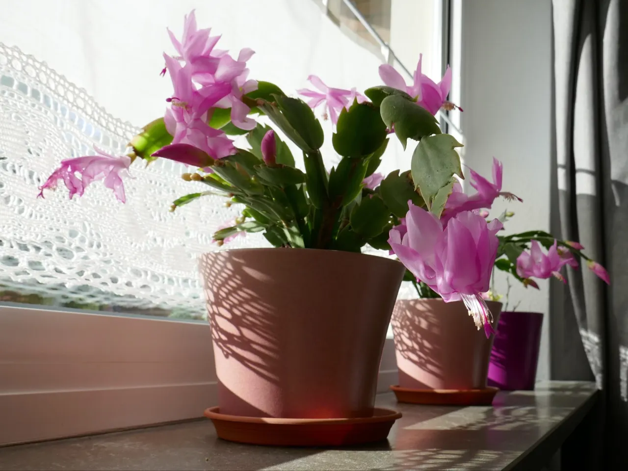 Grudnik w pełnym kwitnieniu