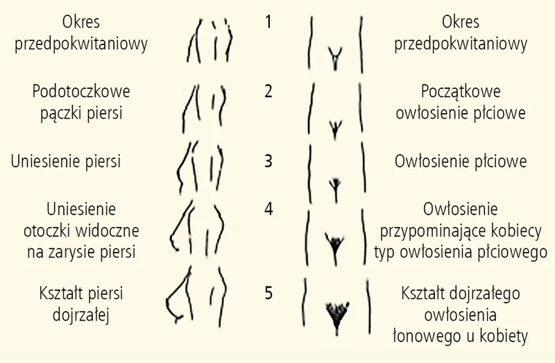 etapy dojrzewania chłopców skala tannera
