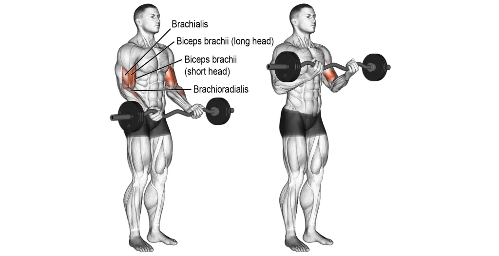 Prawidłowa technika uginania ramion ze sztangą