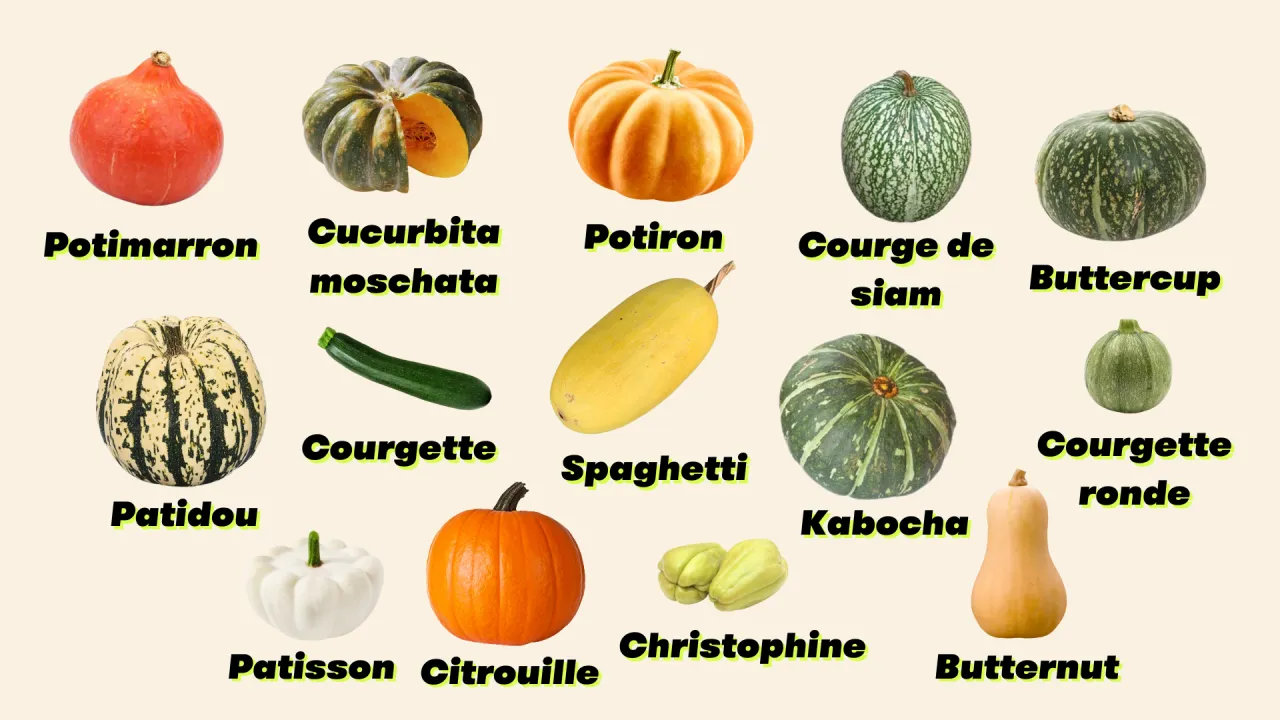 Diff&eacute;rentes vari&eacute;t&eacute;s de courges pour soupe