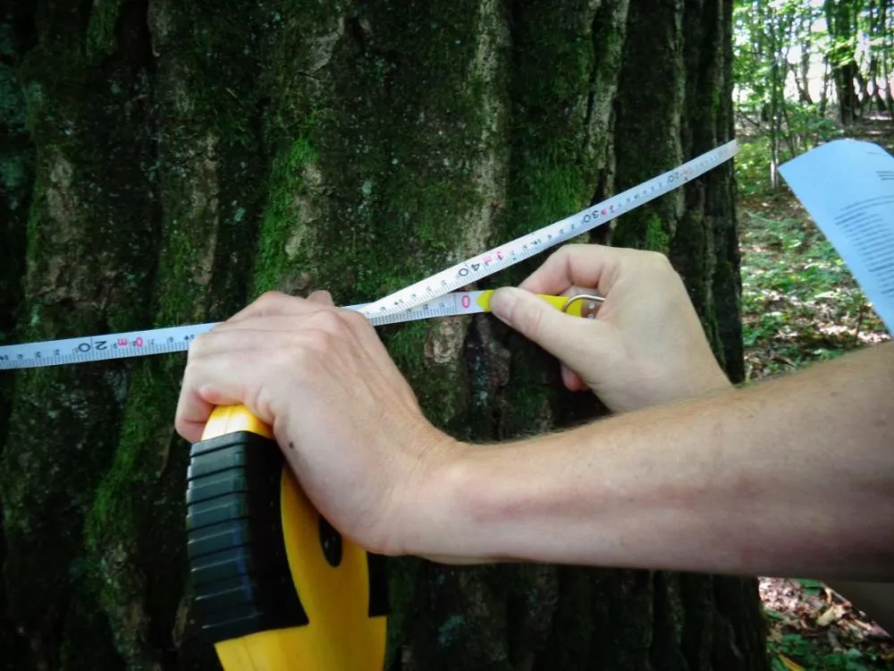 pomiar obwodu pnia drzewa na wysokości 130 cm