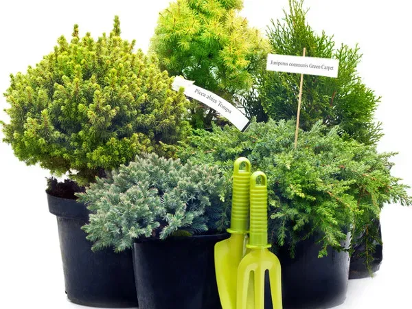 iglaki kuliste stożkowe płożące na taras