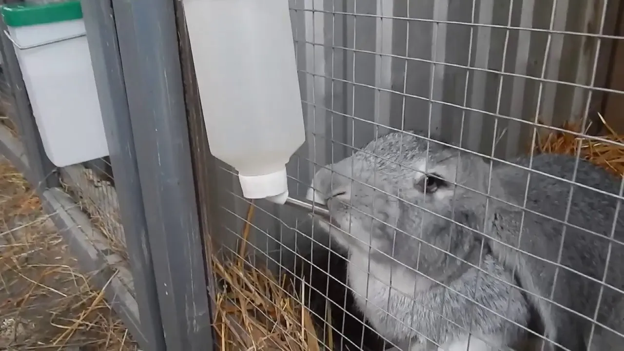 Montaż poidła dla królika w klatce