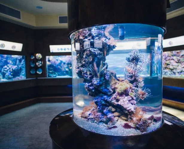 Akwarium Gdyńskie cennik biletów