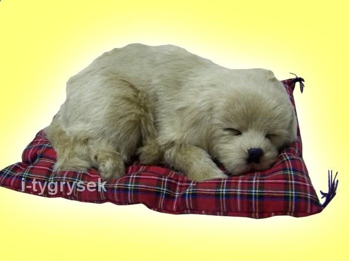 szczeniak śpiący w legowisku