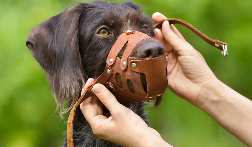 porównanie kaganiec fizjologiczny i weterynaryjny na psie