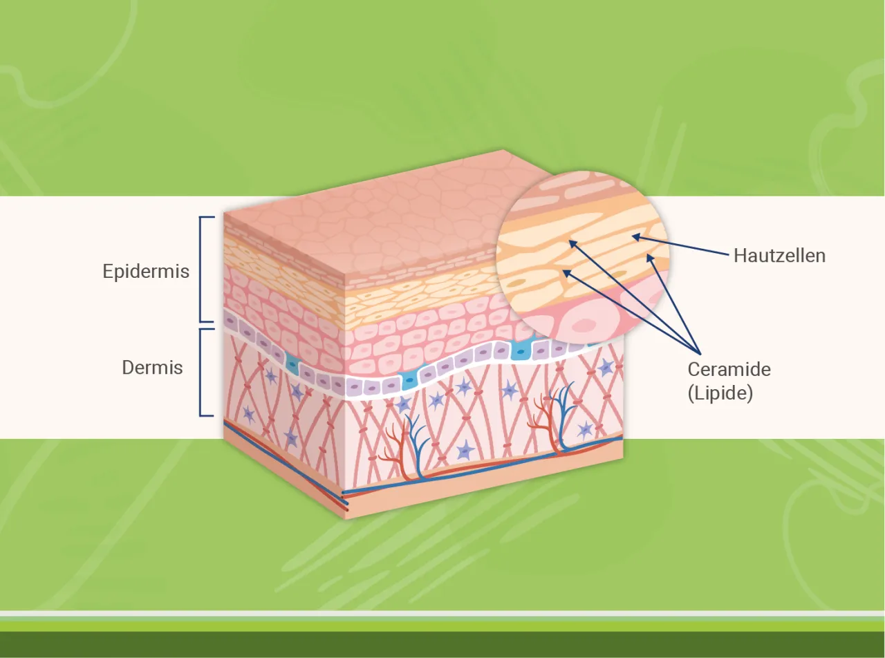 wirkstoffe gegen trockene haut infografik