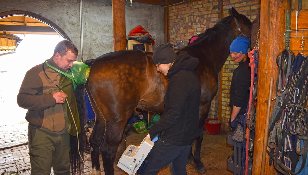 Weterynarz koń diagnostyka USG RTG