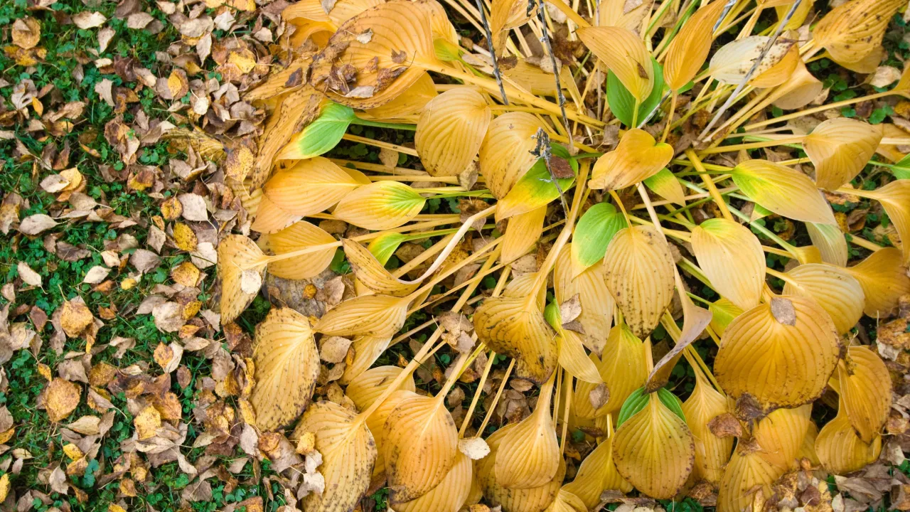 sadzenie funkii jesienią