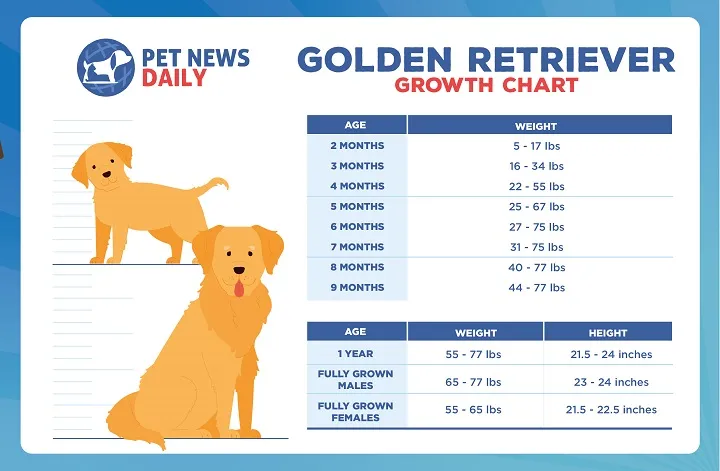 Golden retriever puppy growth chart