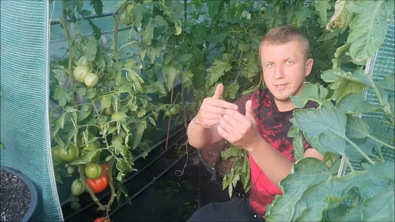 Tomasz Wodziński infouprawa w ogrodzie