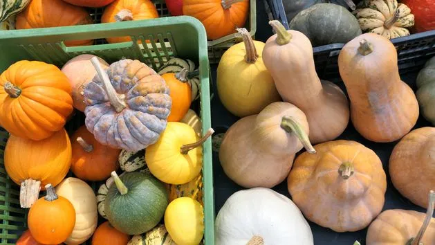 różne odmiany dyni na stole