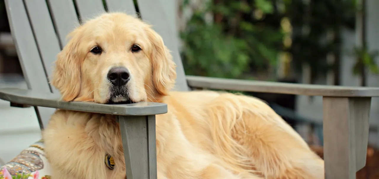 r&oacute;żne rasy ps&oacute;w wiek dorosłości
