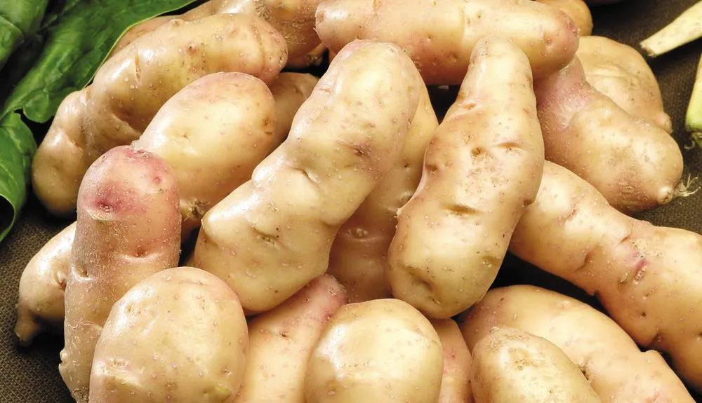 Diff&eacute;rentes vari&eacute;t&eacute;s de pommes de terre &agrave; chair ferme