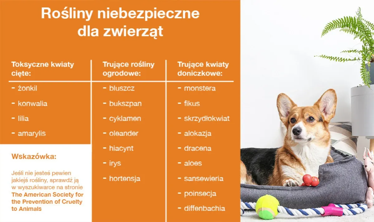 Zdjęcie Czy hortensja jest trująca dla psa? Sprawdź, co musisz wiedzieć
