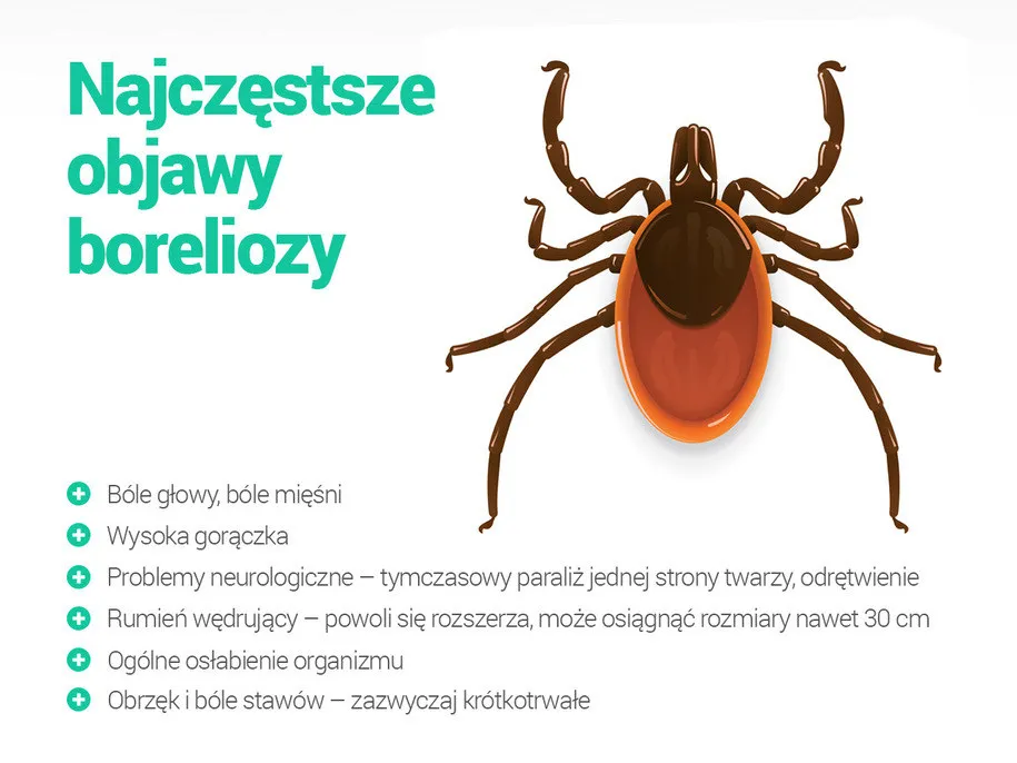 Zdjęcie Jakie są objawy boreliozy - rozpoznaj groźną chorobę z Lyme wcześnie